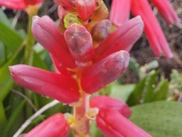 Lachenalia bulbifera bud tips